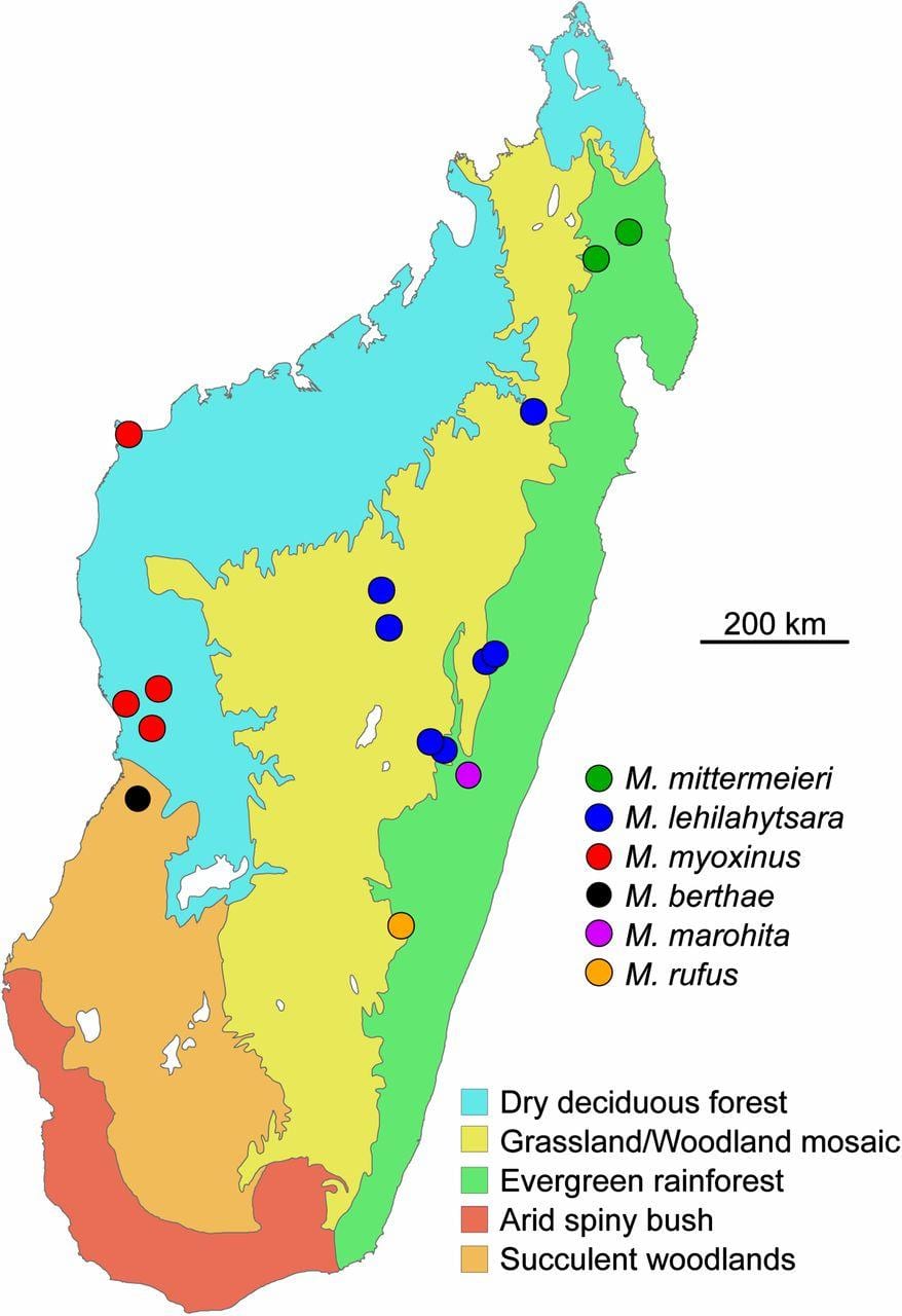 harta e Madagaskar rainforest
