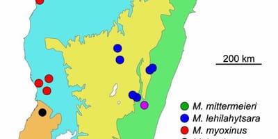 Harta e Madagaskar rainforest